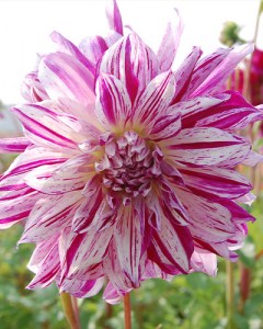 Dahlia Bristol Stripe3
